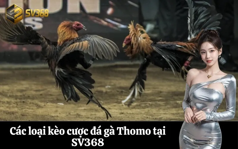 Các loại kèo cược đá gà Thomo tại SV368