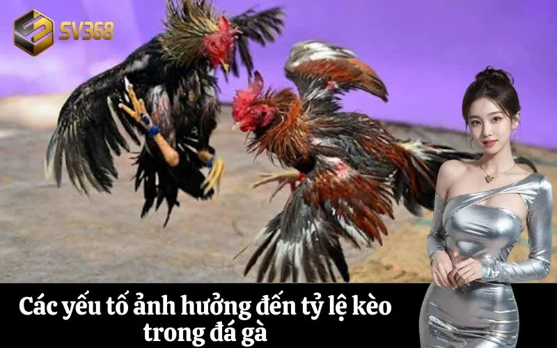 Các yếu tố ảnh hưởng đến tỷ lệ kèo trong đá gà