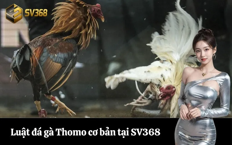 Luật đá gà Thomo cơ bản tại SV368
