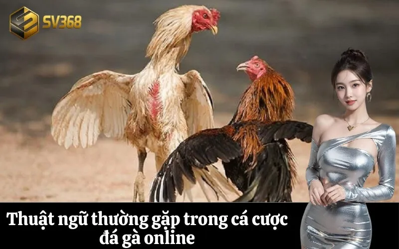 Thuật ngữ thường gặp trong cá cược đá gà online